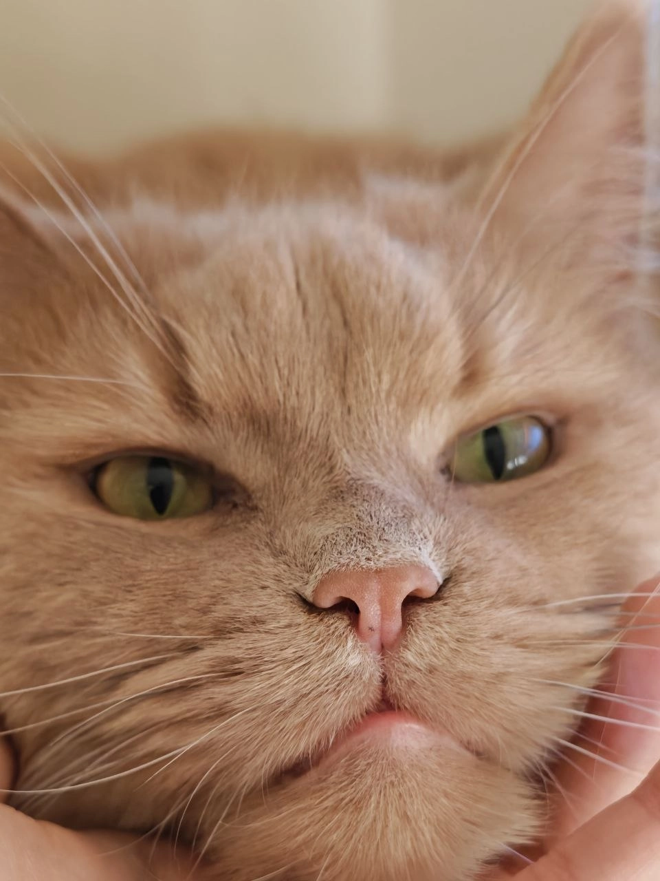 一只猫的脸被刺伤了。