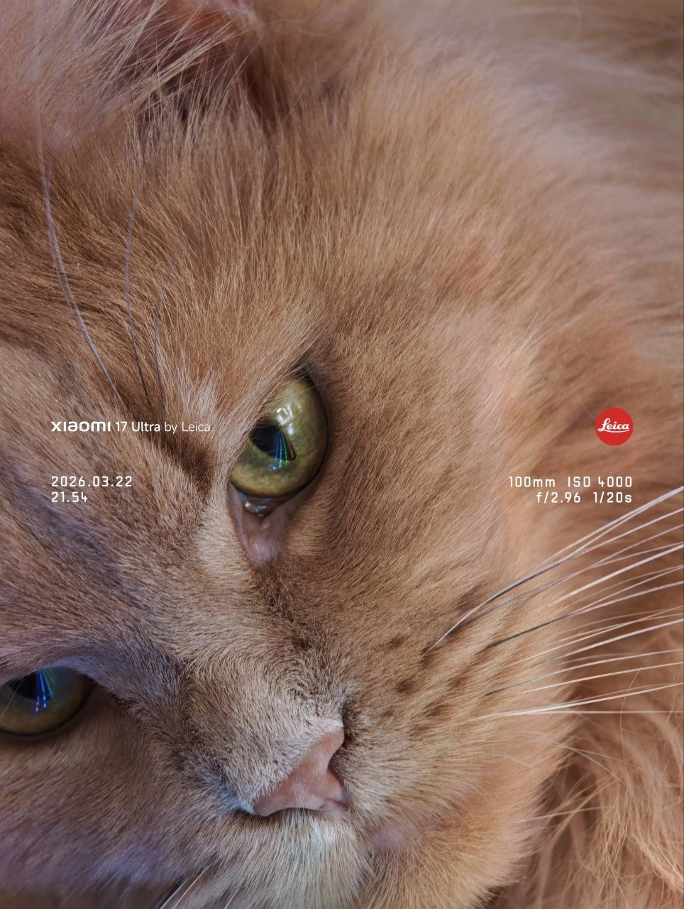 一只猫的脸被刺伤了。