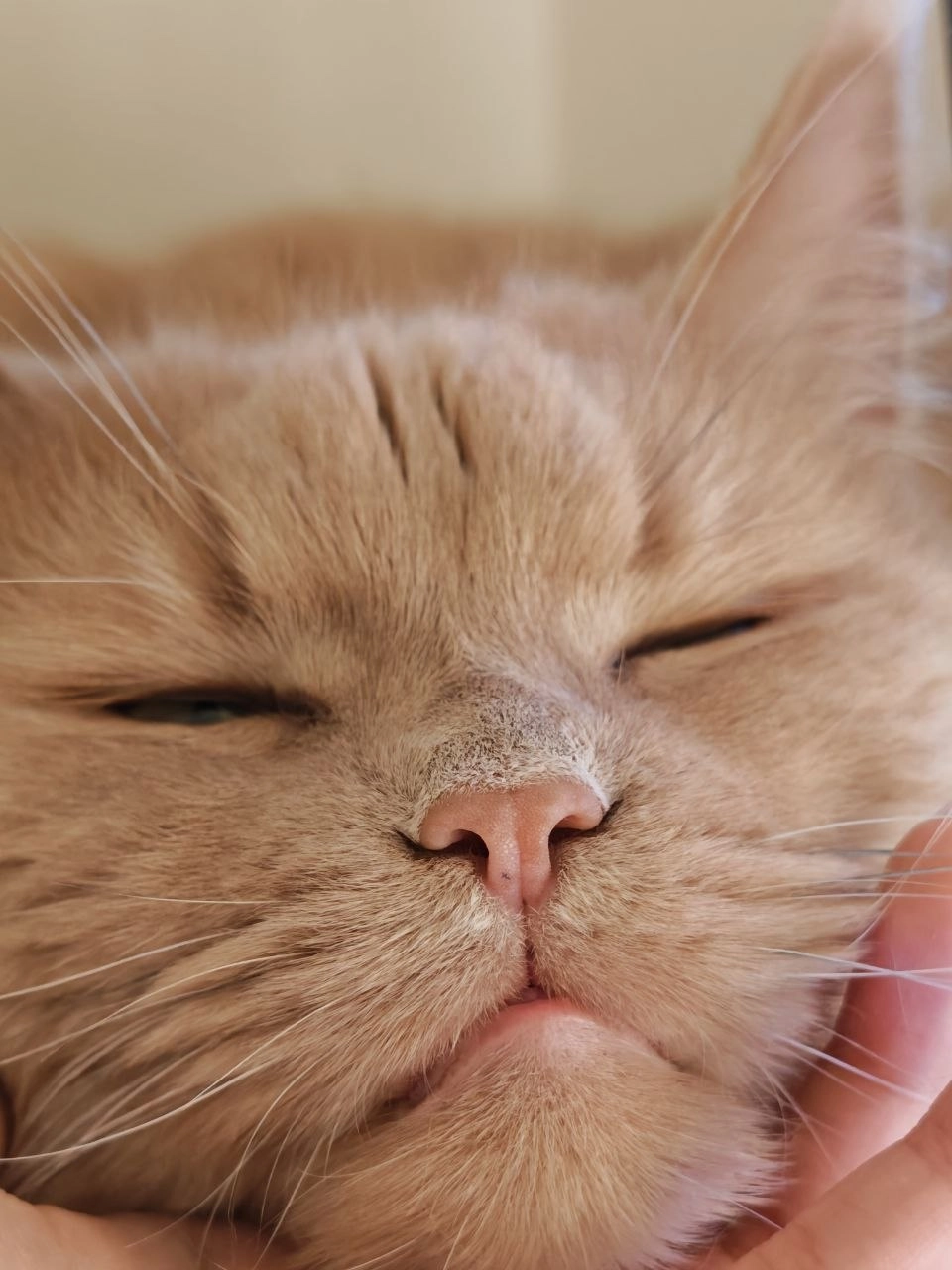 一只猫的脸被刺伤了。