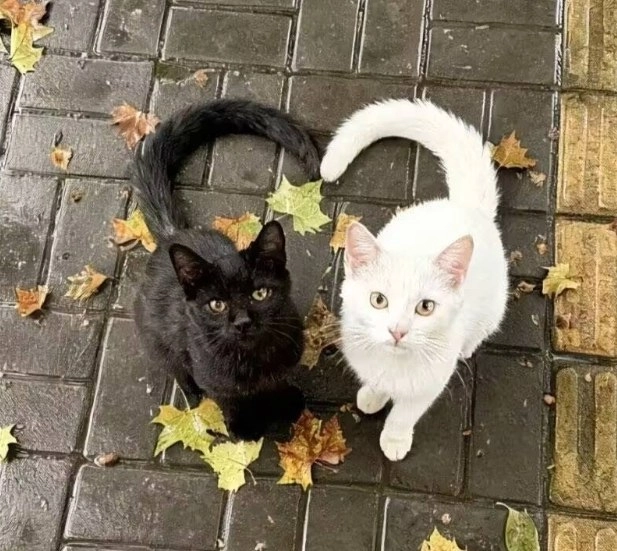 黑白双煞心连心