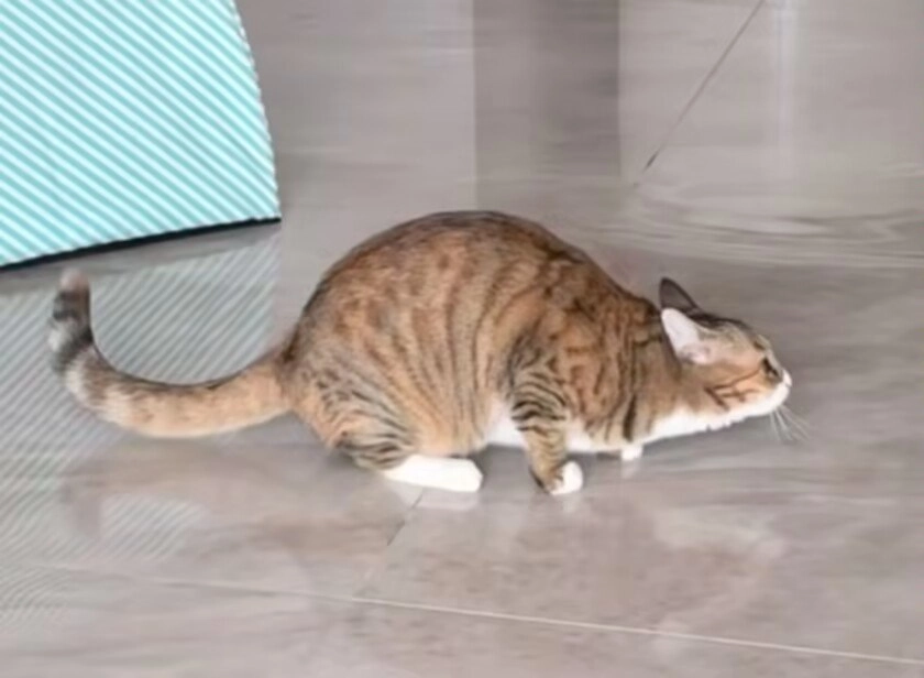 猫咪圆滚滚像移动肉团