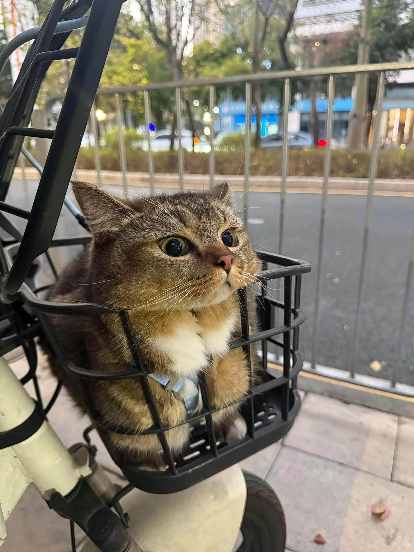 这猫想去送外卖