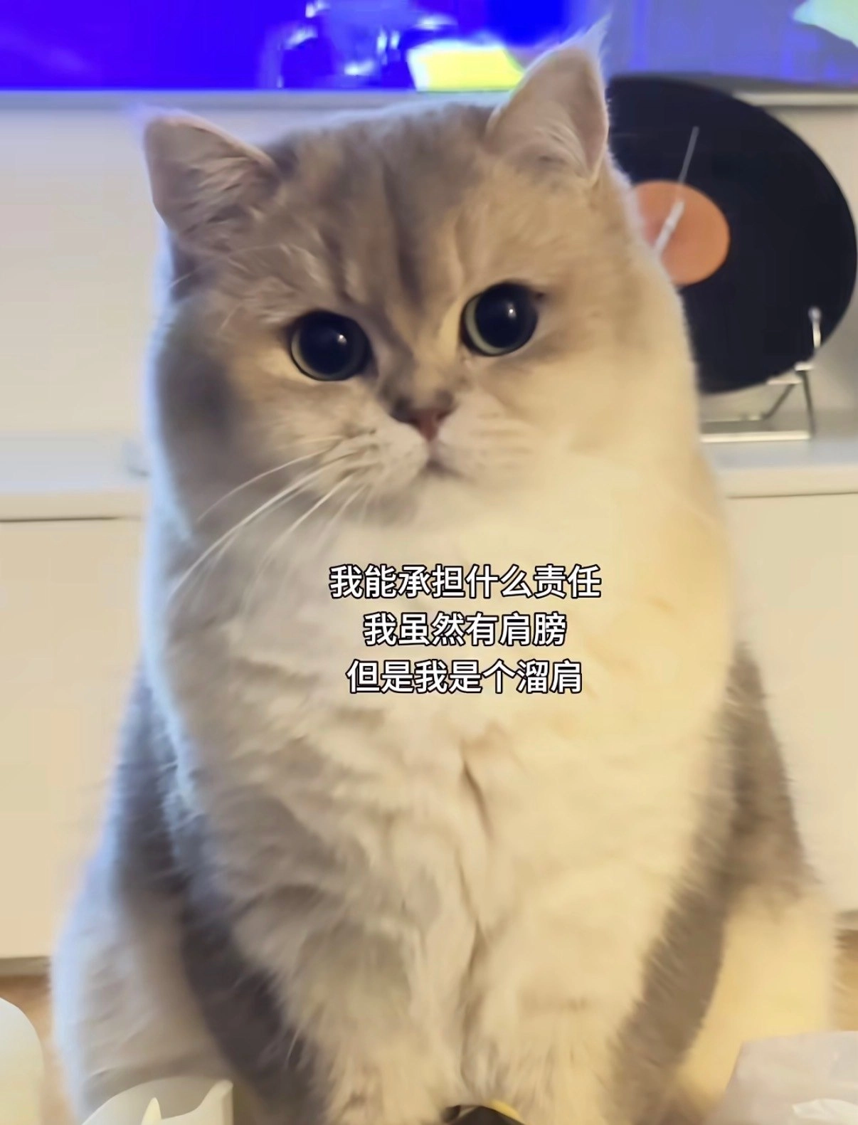 这猫背负了全世界的压力