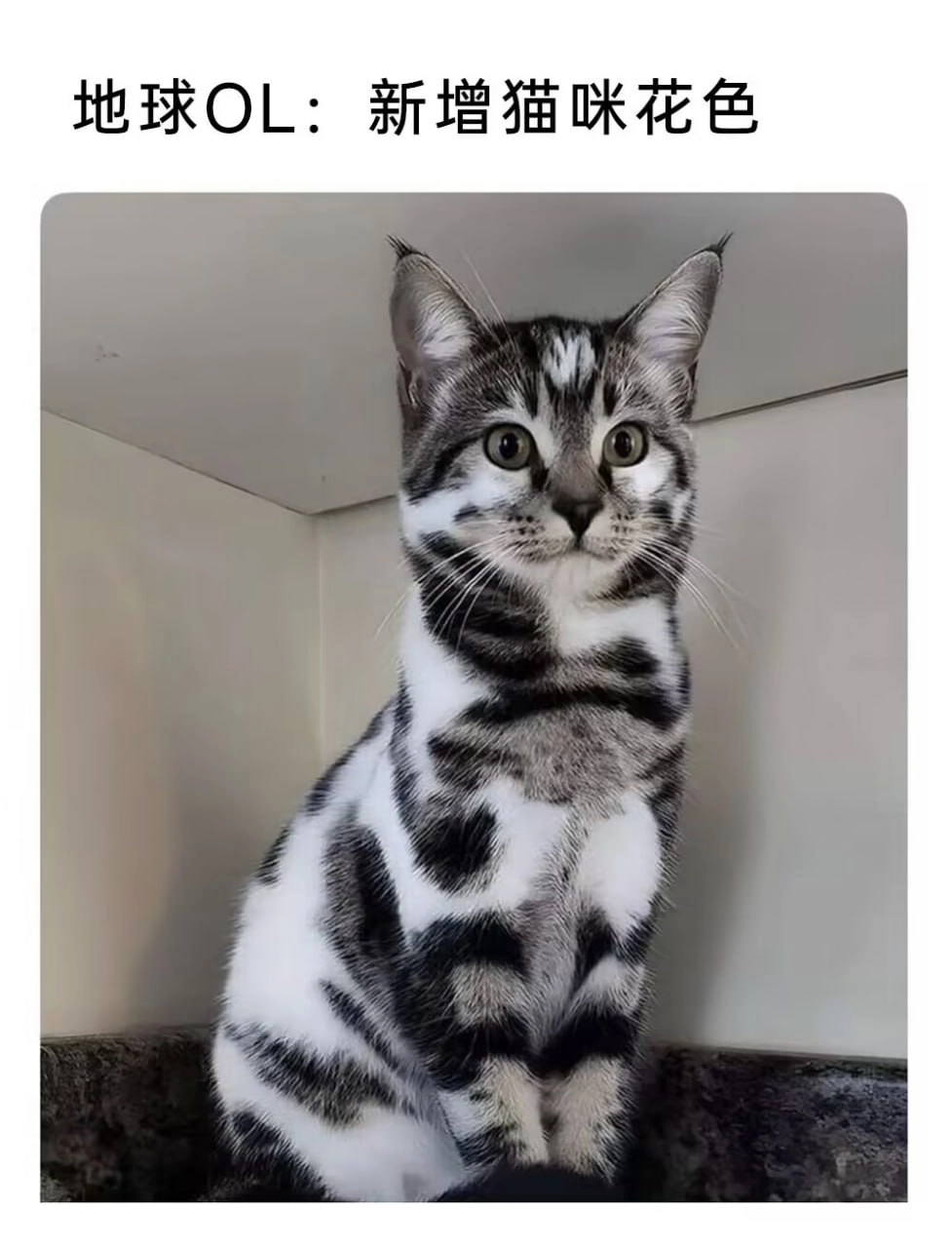 这猫长得太抽象了