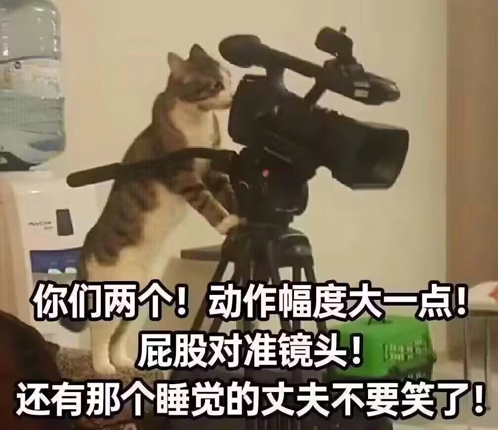 猫界导演开机了