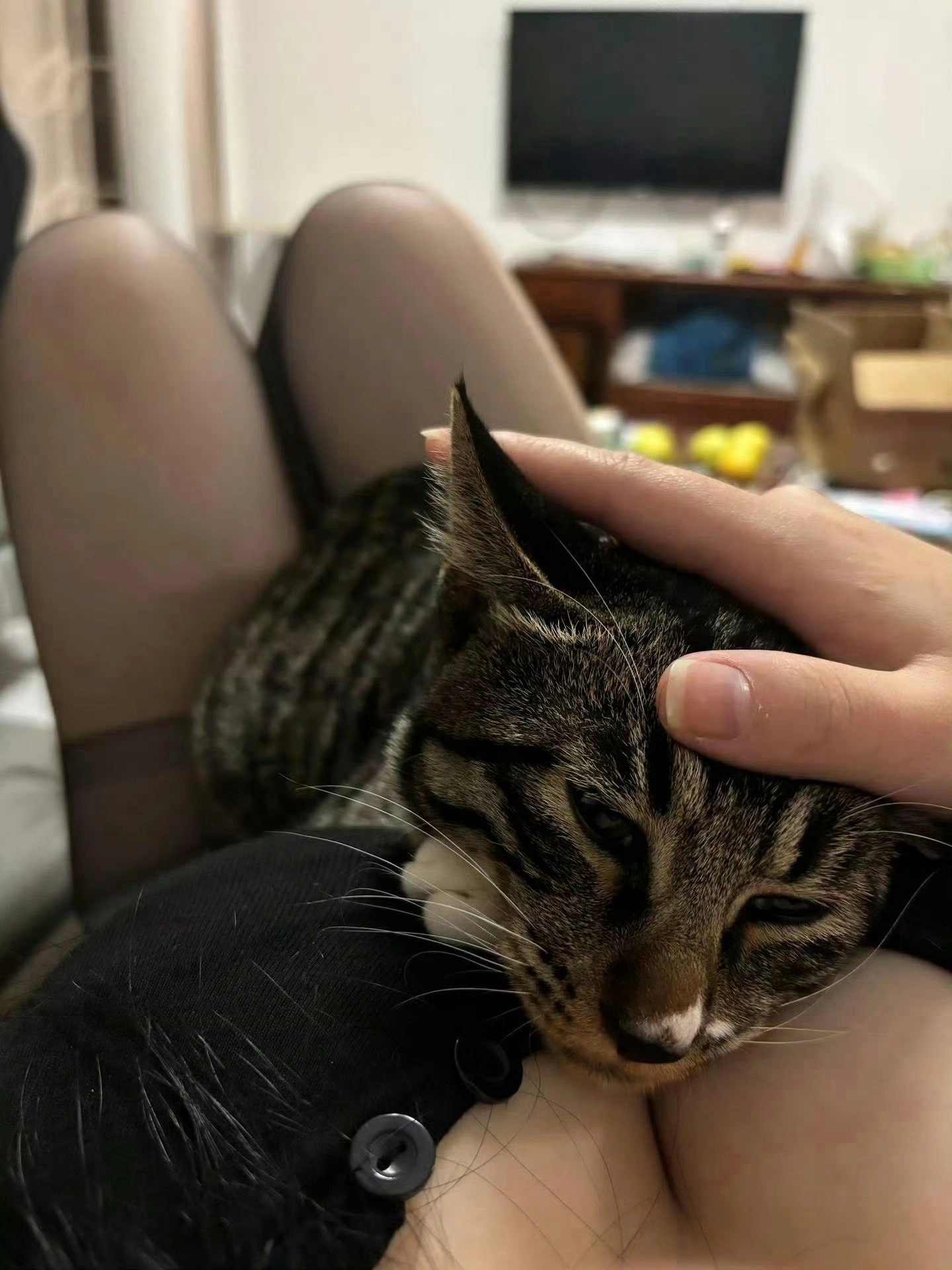 猫咪沦为人体靠垫