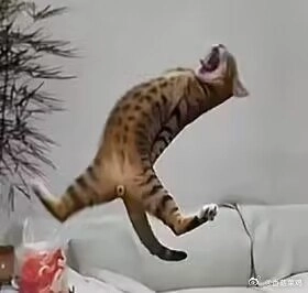 猫咪当场表演原地起飞