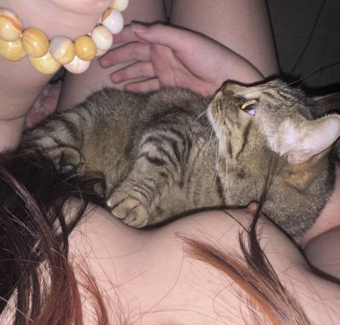 猫咪沦为人体靠枕