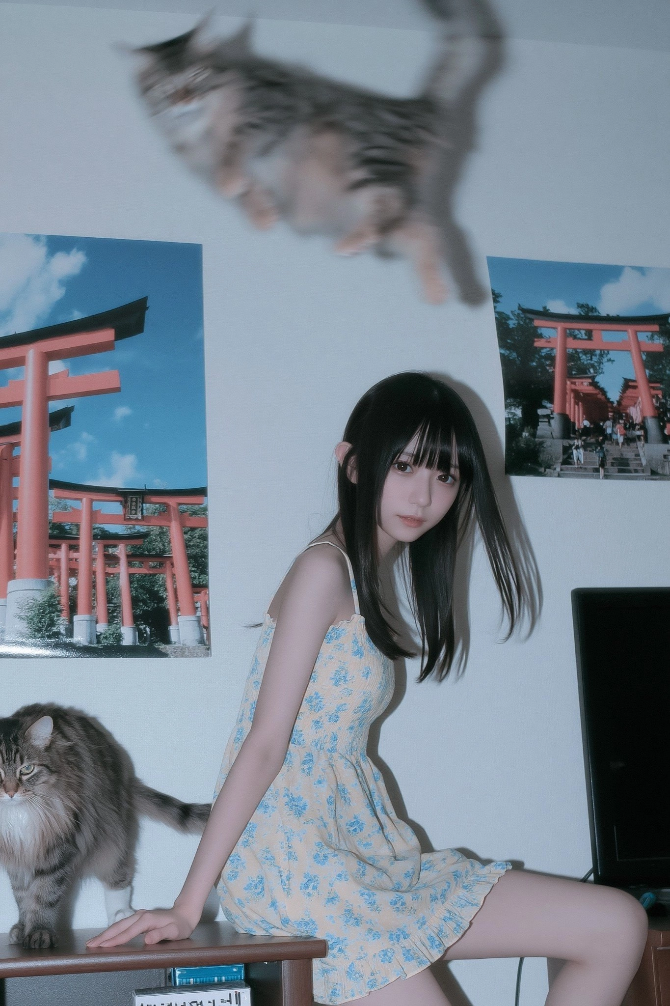 猫咪在天花板蹦迪