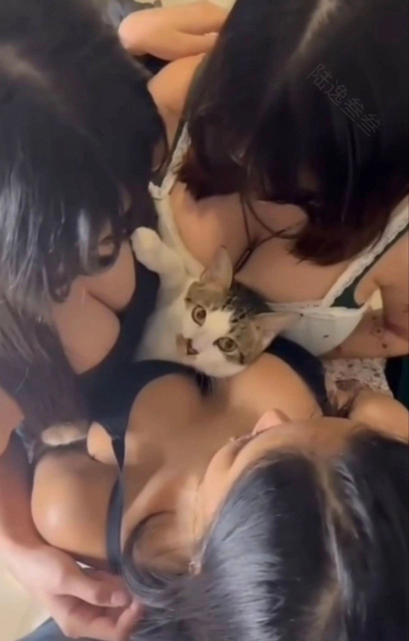 猫咪竟是全场焦点