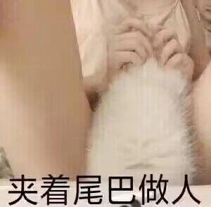 尾巴藏起来装正经