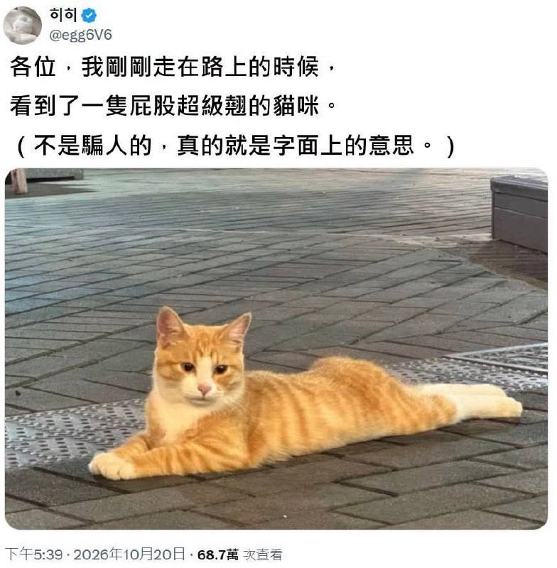 这猫骨头没长齐
