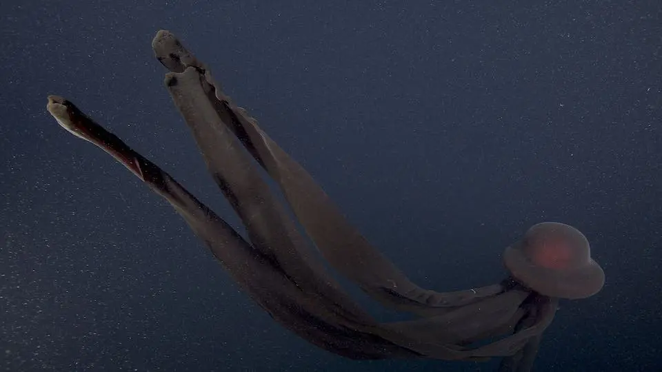 giant-phantom-jellyfish-in-the-ocean.webp