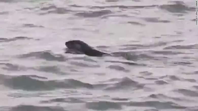 For the first time in a century, an otter has been spotted in the Detroit River.