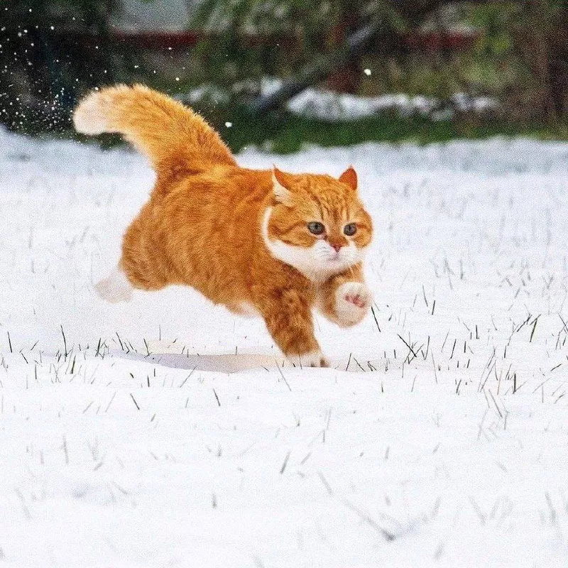 Tiger descends the mountain. Kucing-kucing