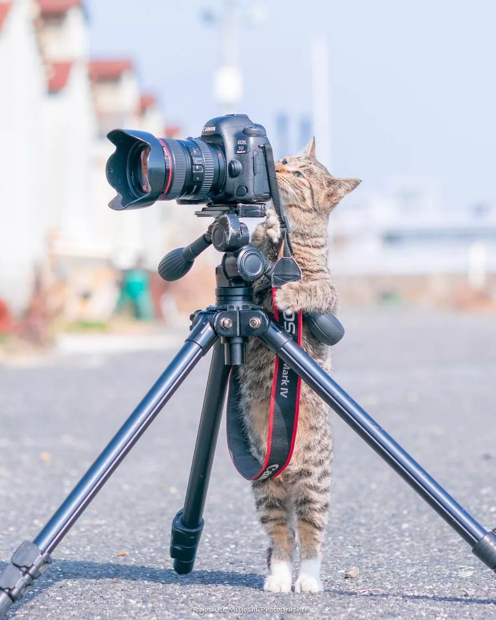 摄影猫
