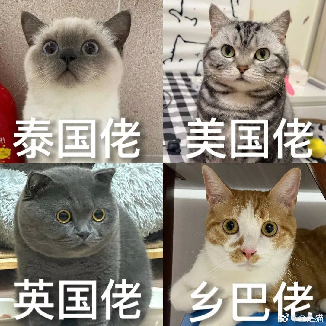 猫猫品种