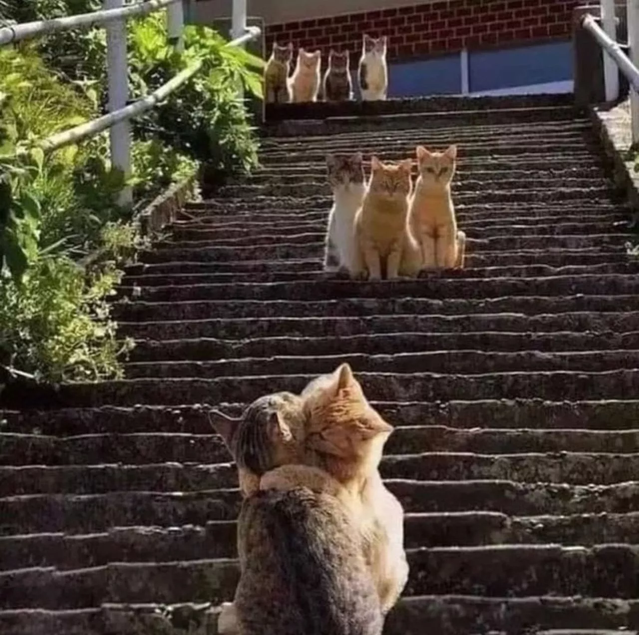 围观 Kucing-kucing