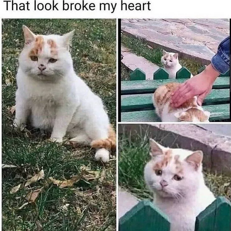 mèo buồn heart break