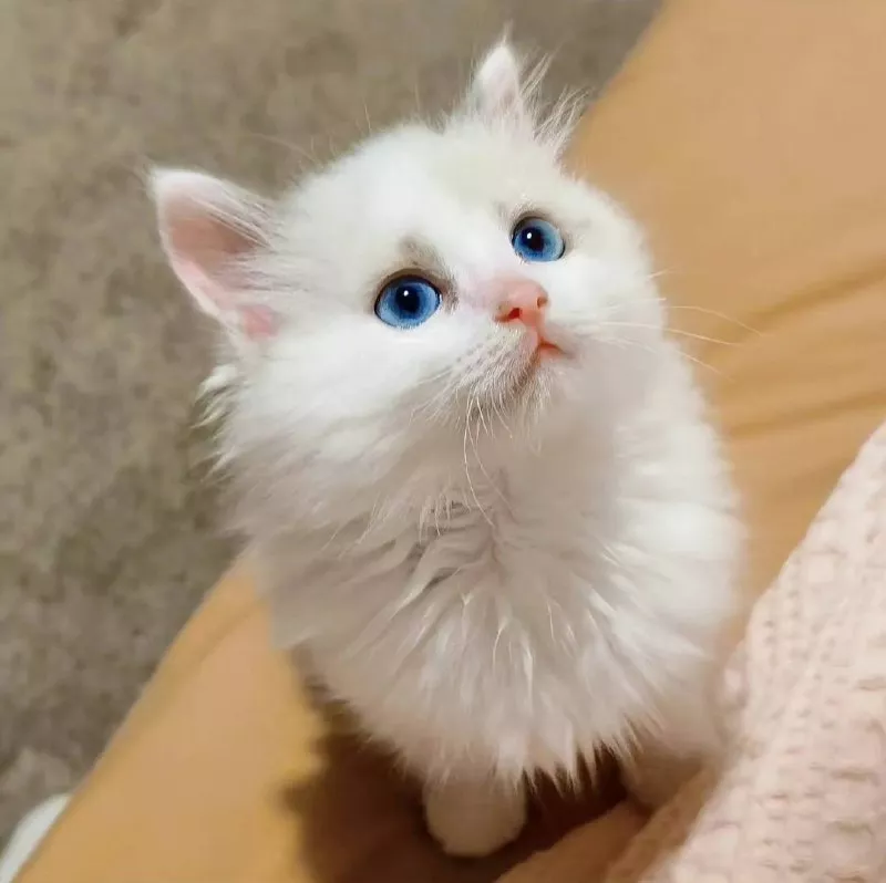 cutie kitty