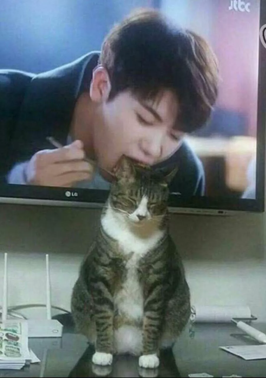 กินแมวและแมว