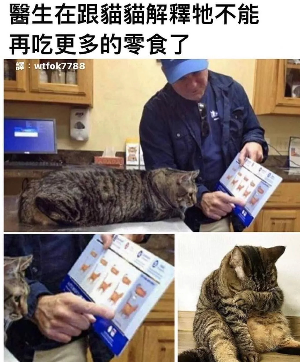 肥胖猫猫