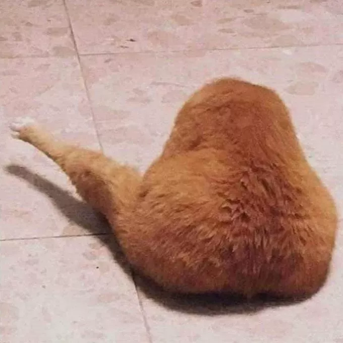 猫猫鸡腿 大橘