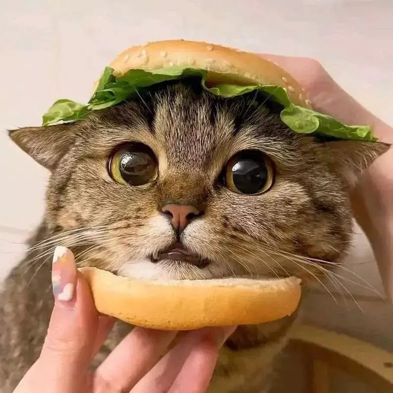 Cat Cat Burger