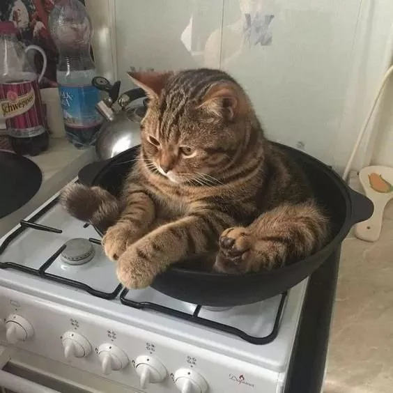 Iron pot instant cat cat