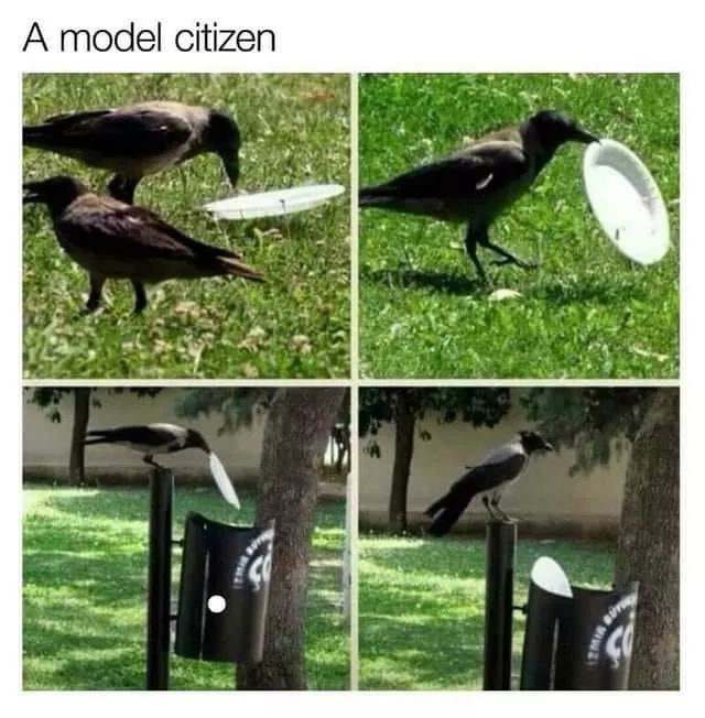 model citizen Crow picking up garbage