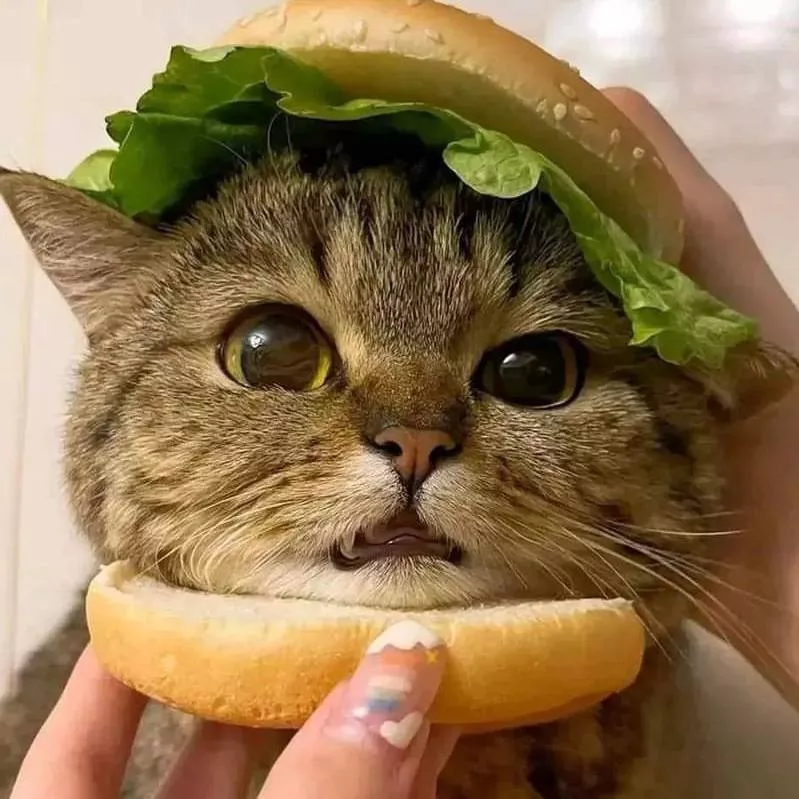 Cat Cat Burger