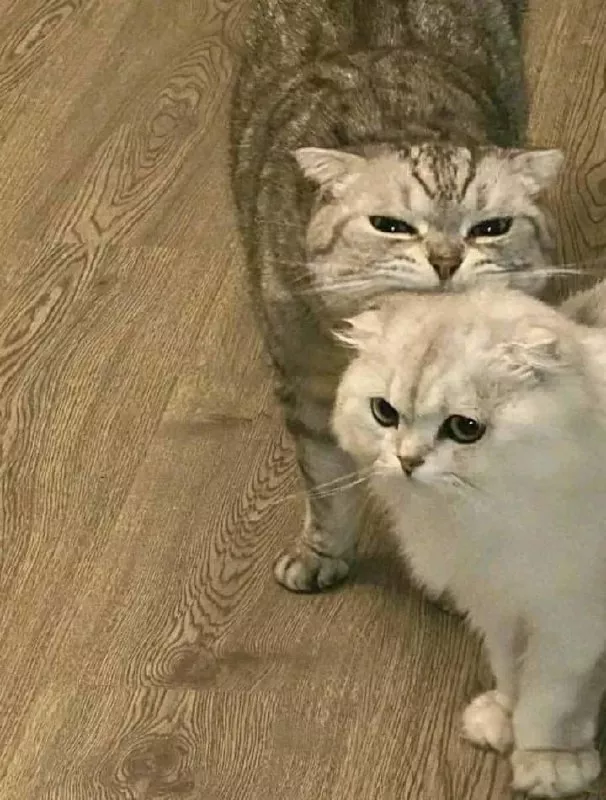 Bite you. Kucing-kucing