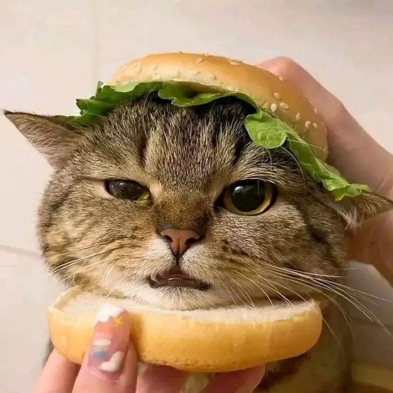 hamburger mèo