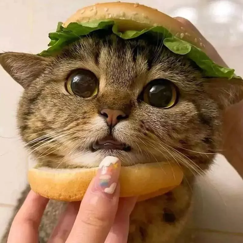 貓貓漢堡