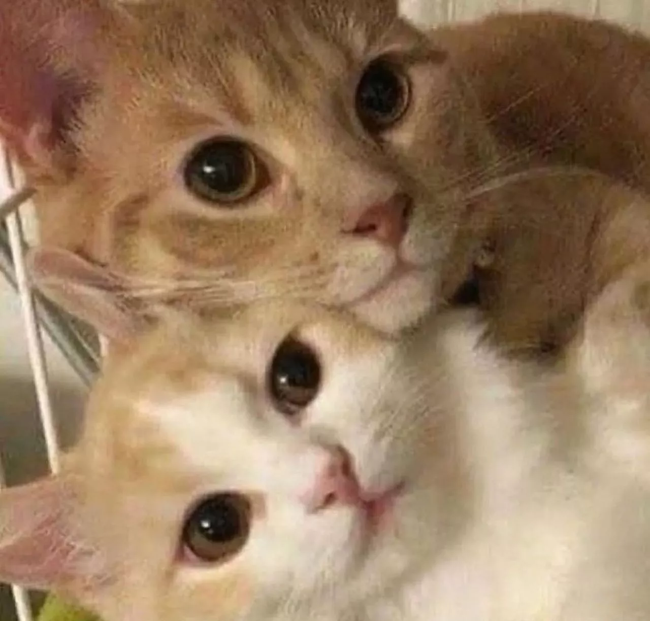 Cats show their love