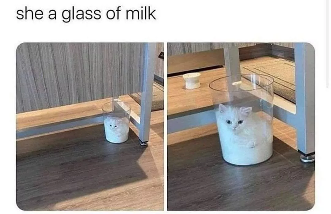牛奶猫