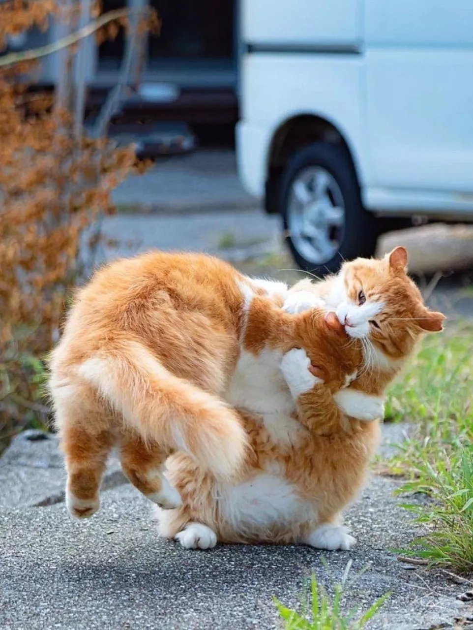 打架的大橘 猫猫