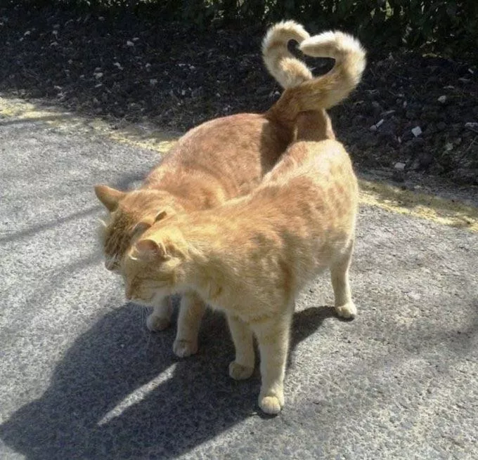 The tails are all in the shape of love kitty