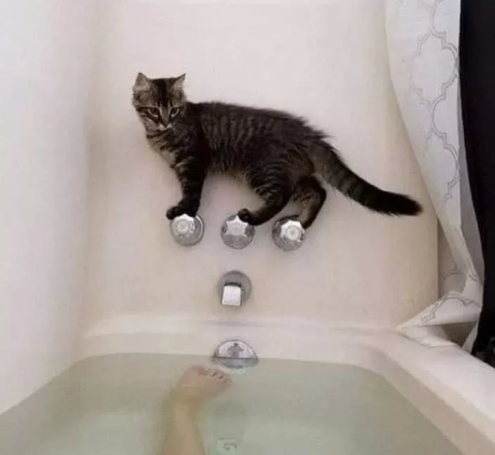 폭풍우 전 고요 고양이 목욕