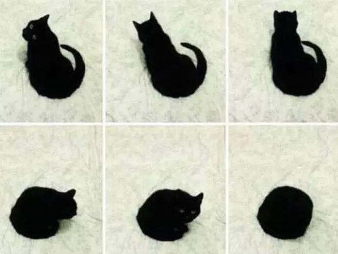 Kucing lubang hitam.