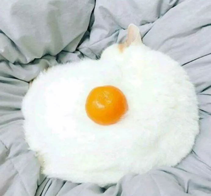 Fry egg cat egg cat