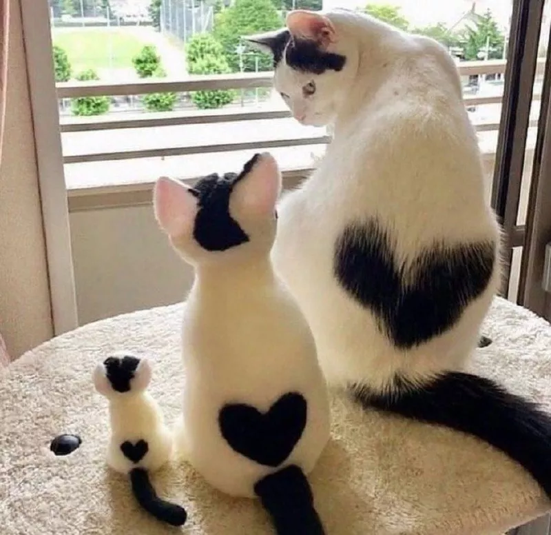 Love passed down through generations. Kucing-kucing