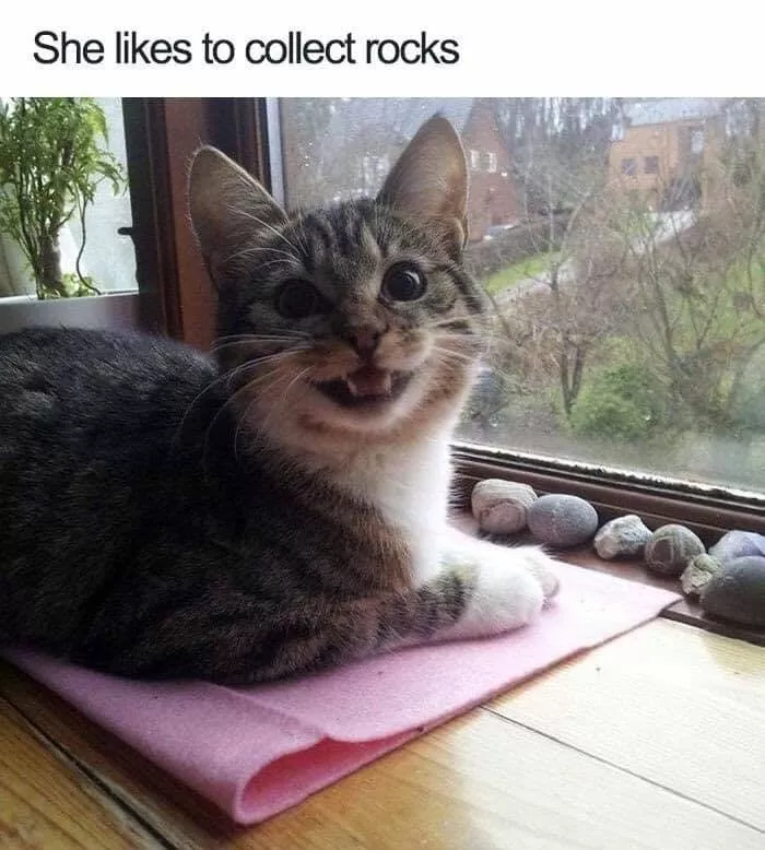 Cat who likes to collect rocks