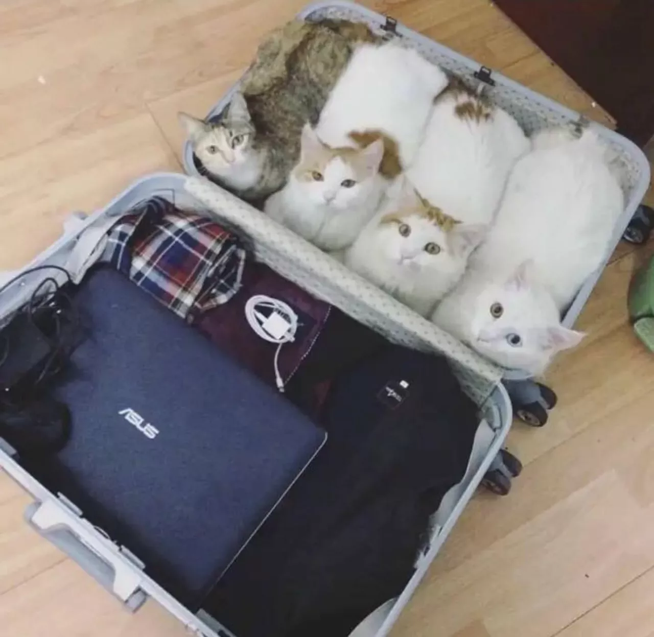 四个猫猫一箱装不下