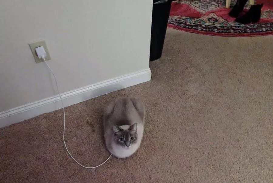 Don't forget to charge your cat