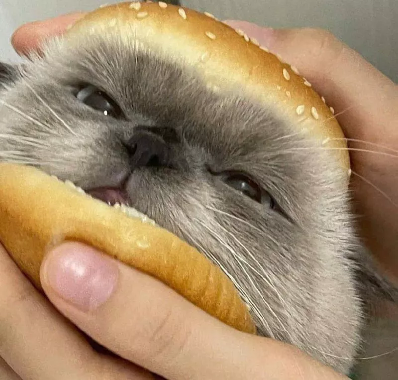 猫猫牌汉堡