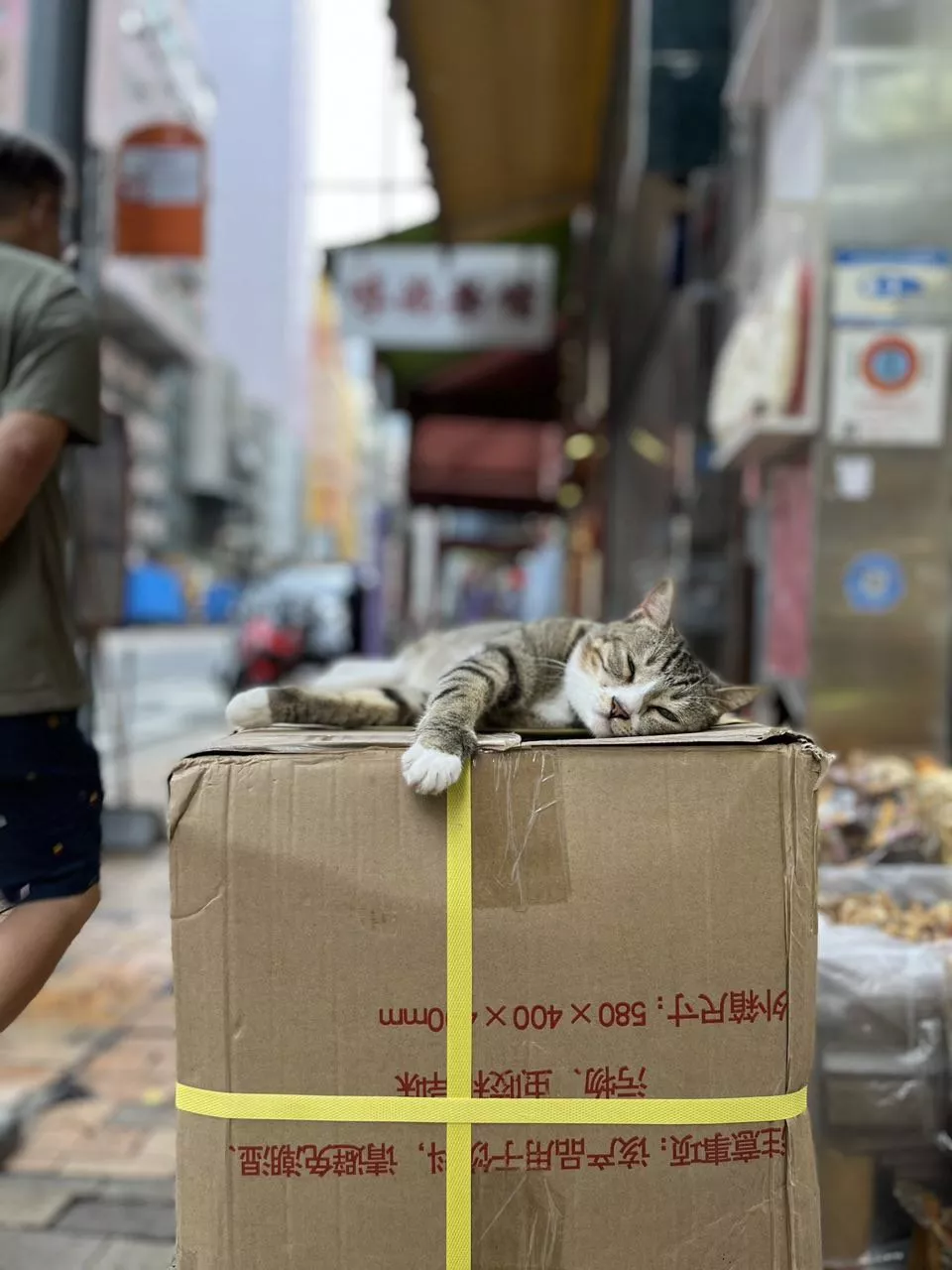 累趴的打工猫