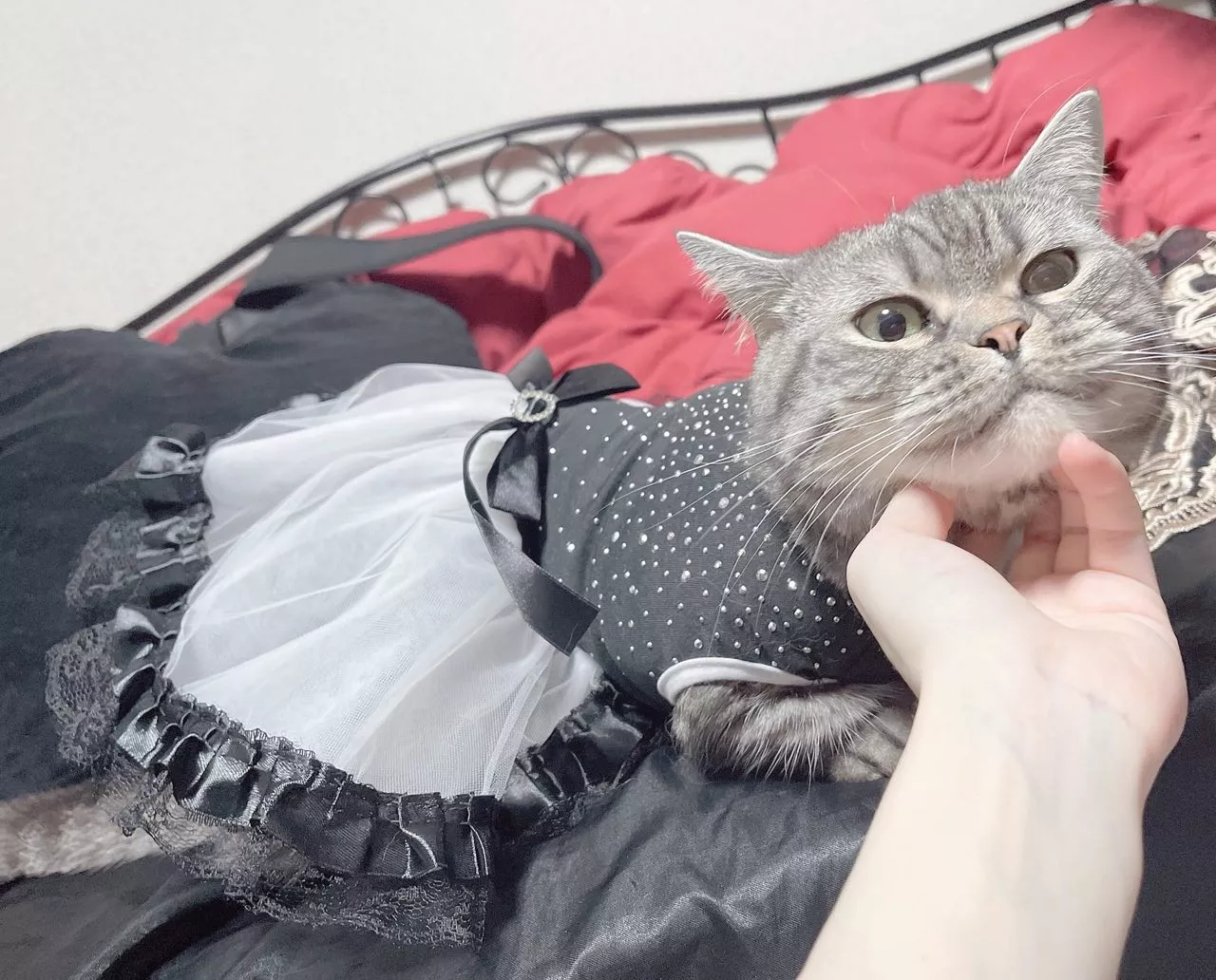 Maid cat costume