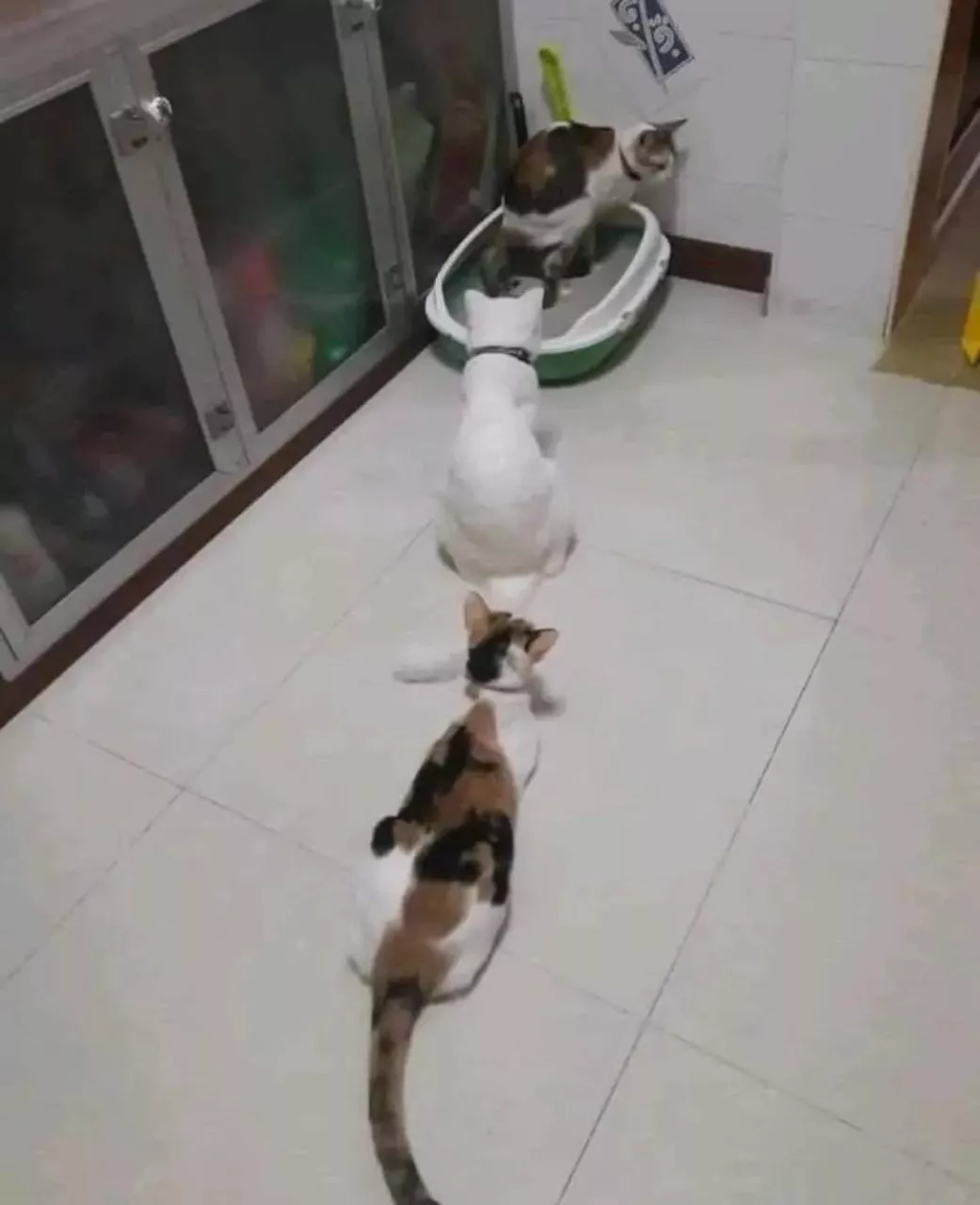 猫猫排队