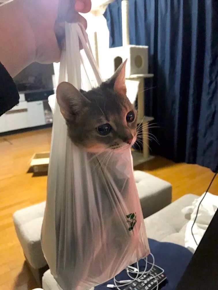 袋装猫猫